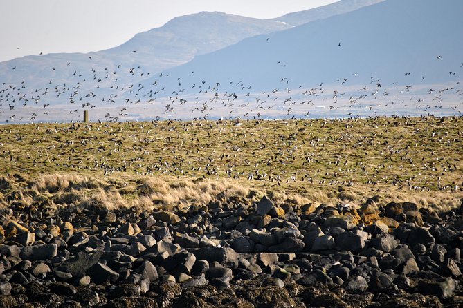 Reykjavik Premium Puffin tour | Close Up and Personal - Why the small group matters