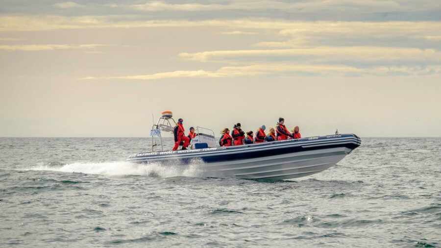 Reykjavik: Premium Whale and Puffin Watching Evening Tour - Searching for Puffins Near the Wind-Beaten Islands