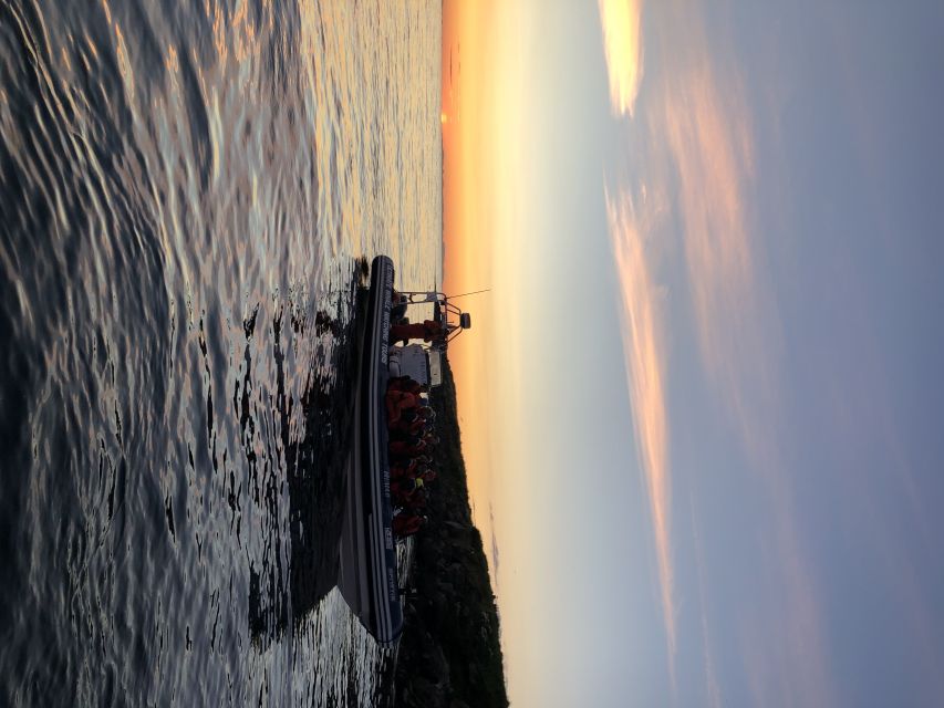 Reykjavik: Premium Whale and Puffin Watching Evening Tour - Watching for Whales and Dolphins