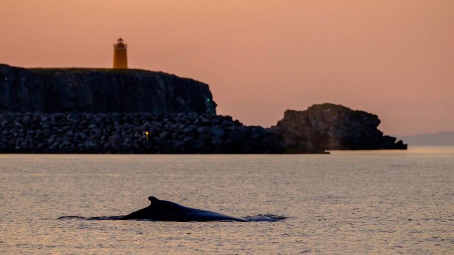 Reykjavik: Premium Whale and Puffin Watching Evening Tour - The Guides and the Small-Group Feel