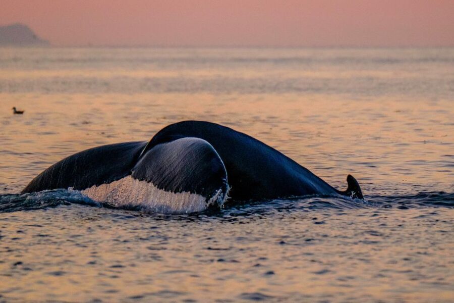 Reykjavik: Premium Whale and Puffin Watching Evening Tour - The Return Along Reykjavik’s Shoreline