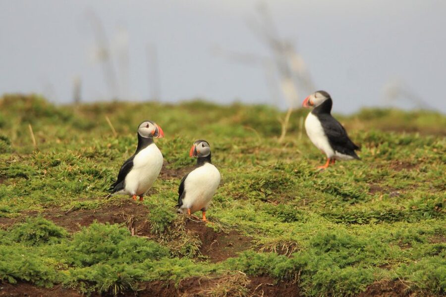 Reykjavik: Premium Whale and Puffin Watching Evening Tour - Is $200 a Fair Price?
