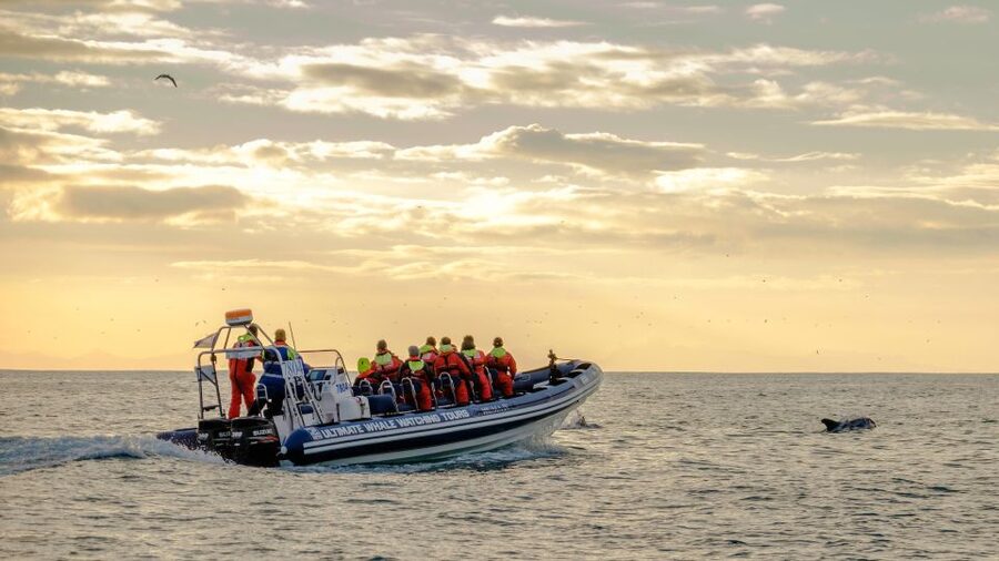 Reykjavik: Premium Whale and Puffin Watching Evening Tour - Booking Details That Matter
