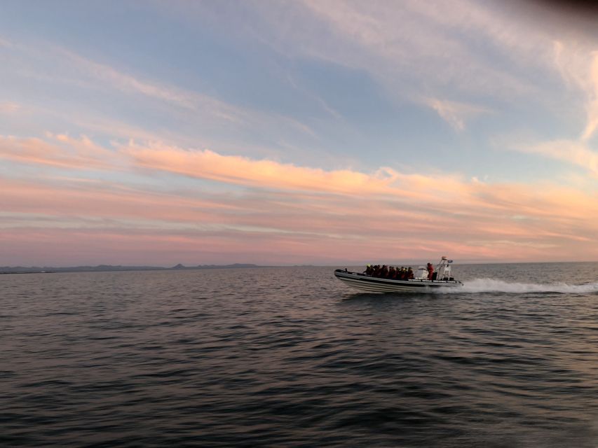 Reykjavik: Premium Whale and Puffin Watching Evening Tour - The RIB Ride Across Faxaflói Bay