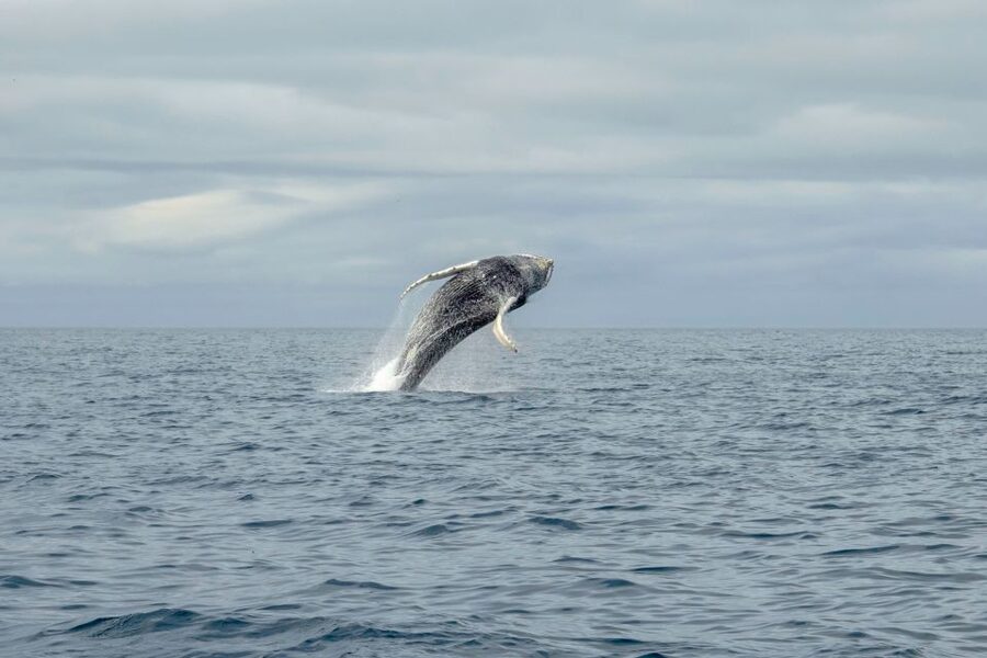 Reykjavik: Premium Whale Watching with Flexible Ticket - How this compares with a larger whale-watching boat