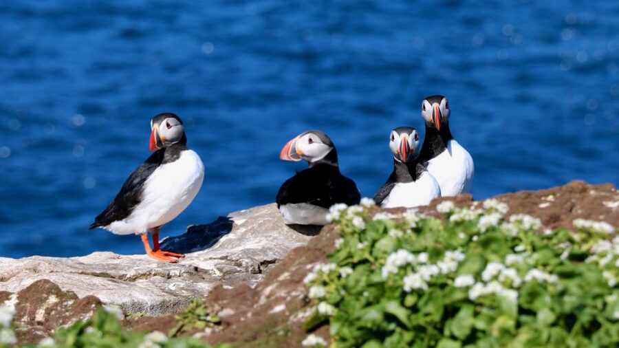 Reykjavik: Premium Whale Watching with Flexible Ticket - Summer puffins near the harbour