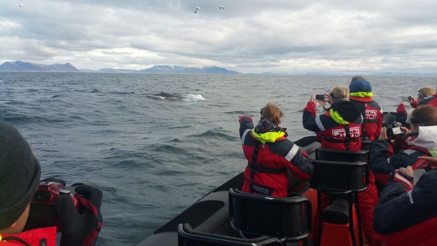 Reykjavik: Premium Whale Watching with Flexible Ticket - A note about guides and the pace