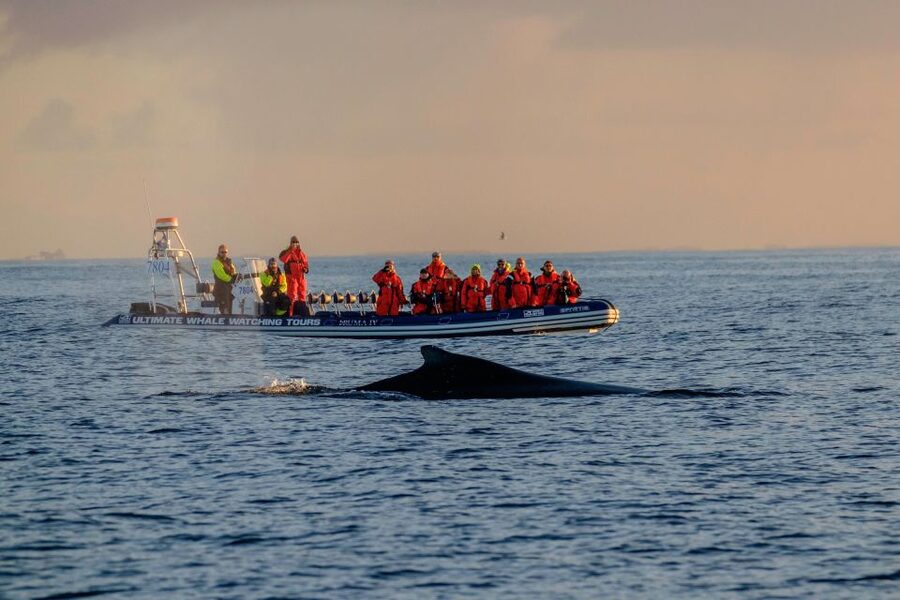 Reykjavik: Premium Whale Watching with Flexible Ticket - Searching Faxaflói Bay for whales and dolphins