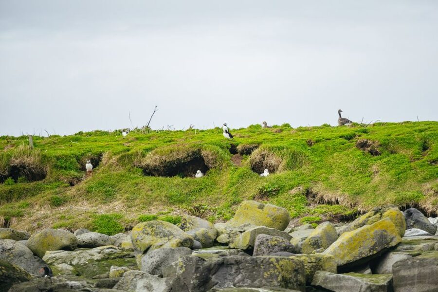 Reykjavik: Puffin Watching Boat Tour - Crossing Faxaflói Bay toward the islands