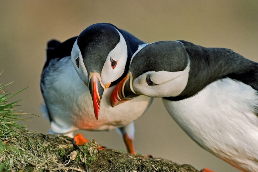 Reykjavik: Puffin Watching Boat Tour - How reliable is the puffin guarantee?