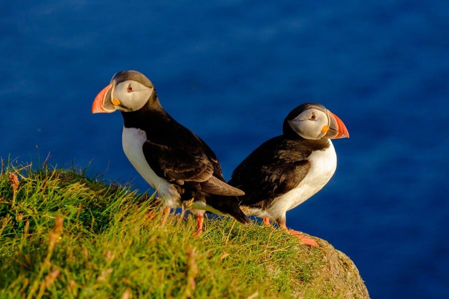 Reykjavik: Puffin Watching Tour - A puffin trip that gets straight to the point