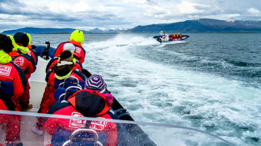 Reykjavik: Puffin Watching Tour - Is $101 a fair price?