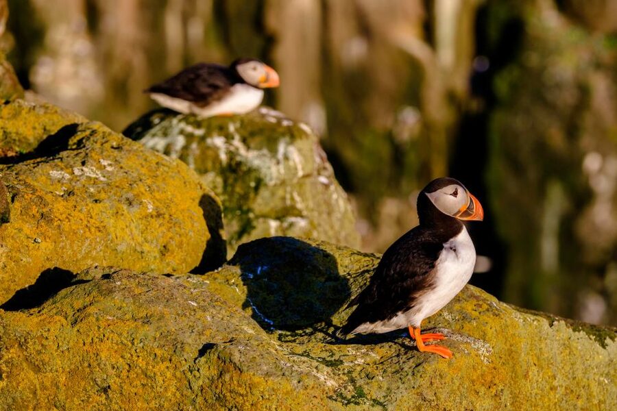 Reykjavik: Puffin Watching Tour - Watching puffins in their nesting season