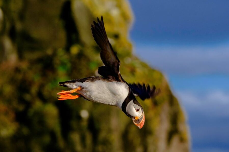 Reykjavik: Puffin Watching Tour - Other seabirds around the bay