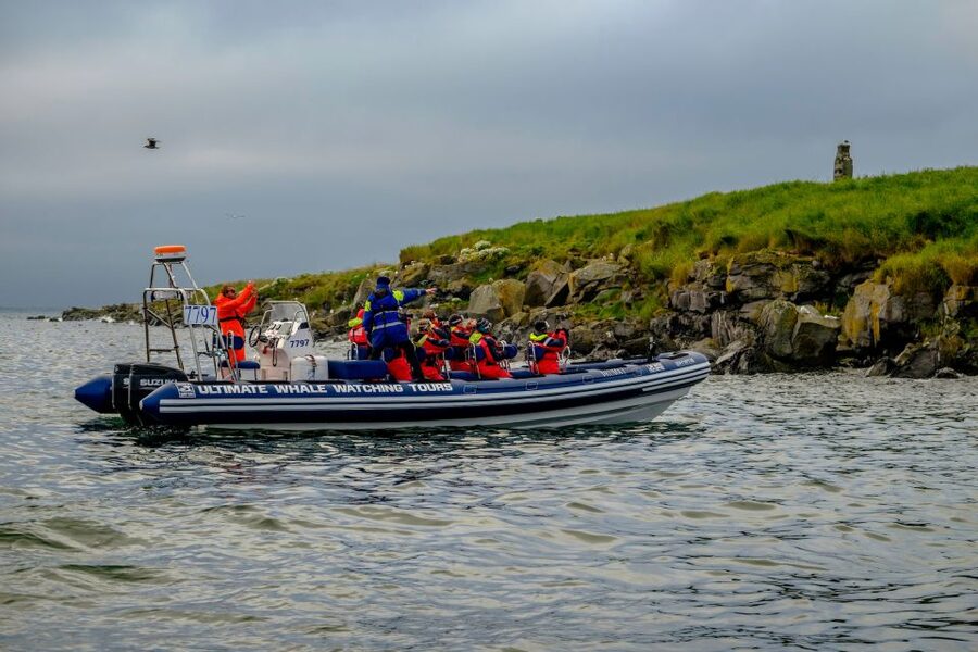 Reykjavik: Puffin Watching Tour - Photos, binoculars, and the best way to watch