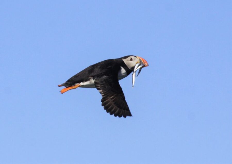 Reykjavik: Puffin Watching Tour - How the one-hour schedule works