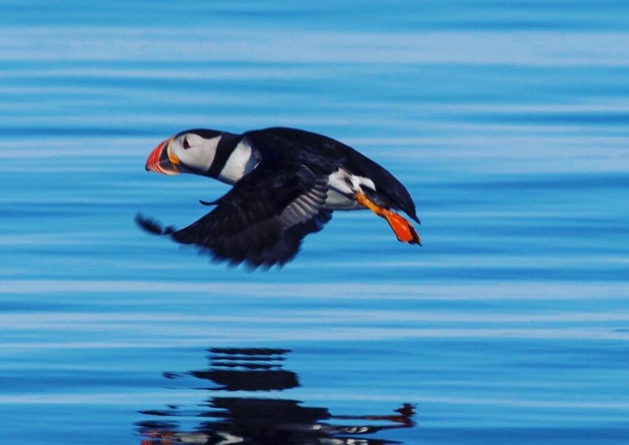 Reykjavik: Puffin Watching Tour by RIB Speedboat - Key points before you book