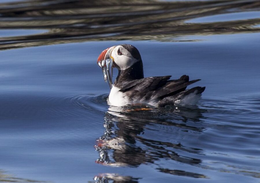 Reykjavik: Puffin Watching Tour by RIB Speedboat - Watching puffins with the engine off