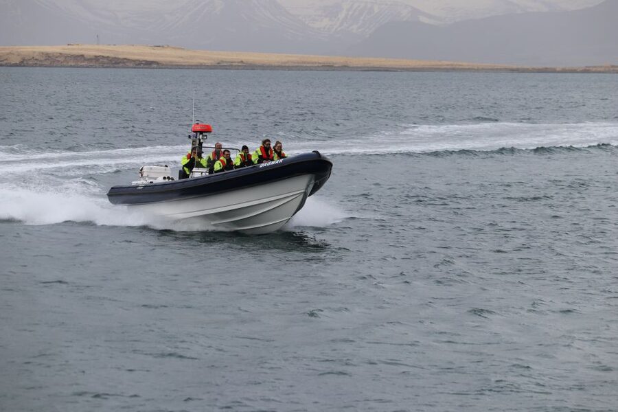 Reykjavik: Puffin Watching Tour by RIB Speedboat - More than puffins: the birdlife around the islands