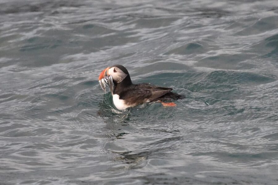 Reykjavík: RIB Speed-Boat Puffin Watching Tour - What the RIB ride feels like