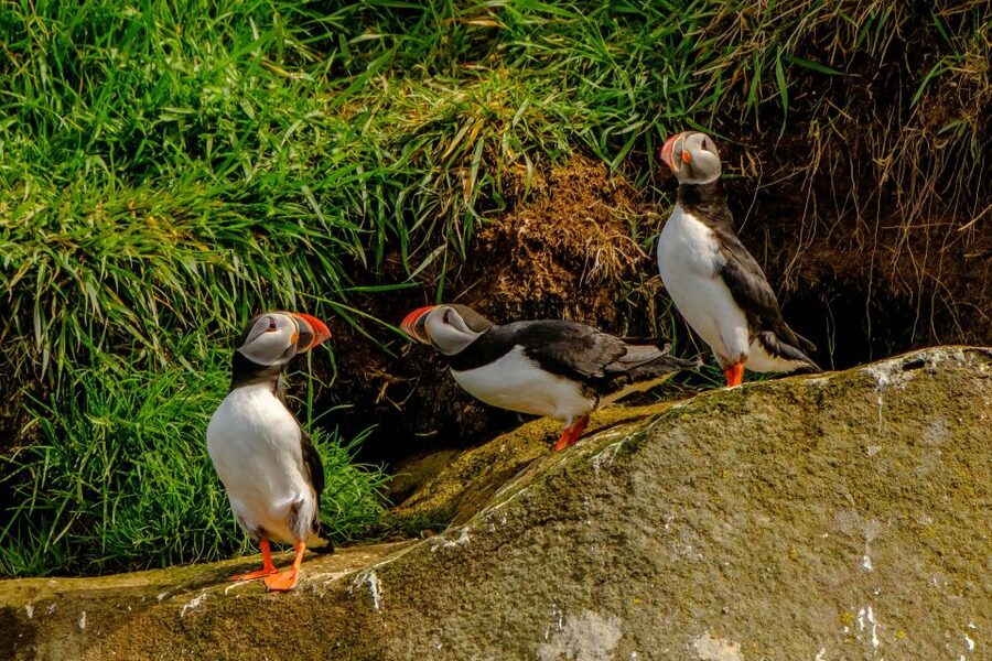 Reykjavík: RIB Speed-Boat Puffin Watching Tour - Small practical details that make a difference