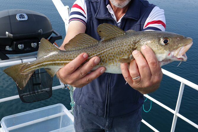 Reykjavik's Finest Catch: Guided Sea Angling Tour for All Levels - Learning the basics before the first cast