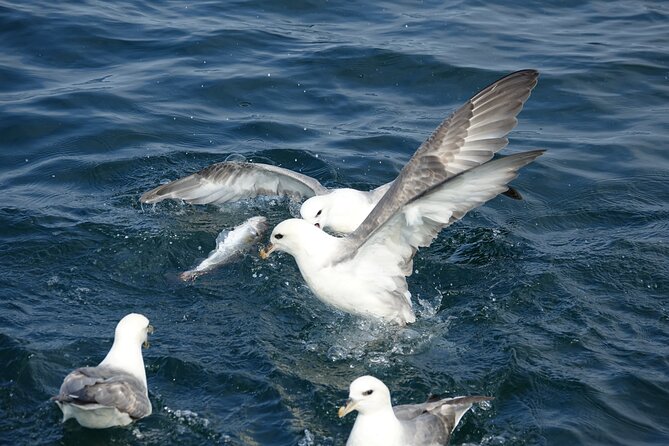 Reykjavik's Finest Catch: Guided Sea Angling Tour for All Levels - From hook to lunch aboard the boat