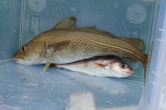 Reykjavik's Finest Catch: Guided Sea Angling Tour for All Levels - Who will enjoy it most