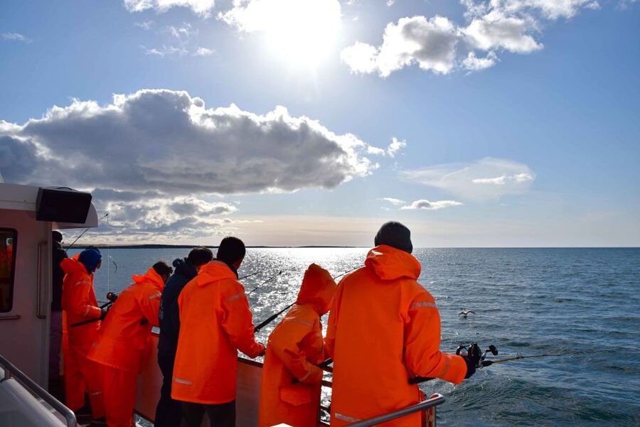 Reykjavik: Sea Fishing Boat Tour & BBQ with the Day's Catch - Wildlife adds another reason to look up
