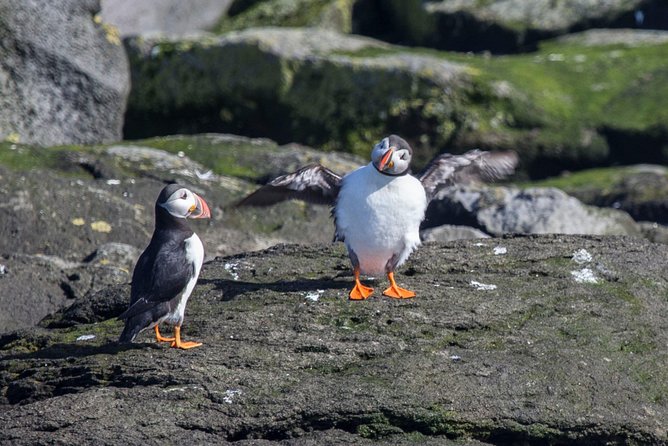 Reykjavik Shore Excursion: Puffin Sightseeing Cruise - Leaving Reykjavik for Akurey Island