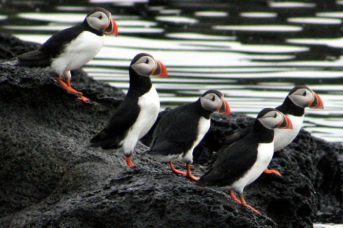 Reykjavik Shore Excursion: Puffin Sightseeing Cruise - The quiet pause near the island