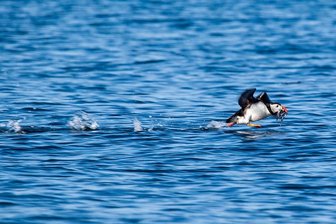 Reykjavik Shore Excursion: Puffin Sightseeing Cruise - Weather, season, and what you will actually see