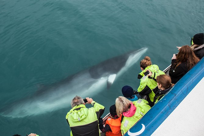 Reykjavik Shore Excursion: Whale-Watching Cruise - How the wildlife search actually works