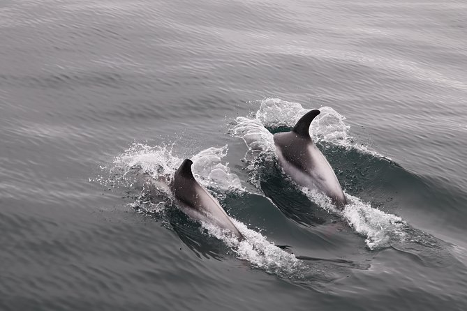 Reykjavik Shore Excursion: Whale-Watching Cruise - What happens when the whales do not show