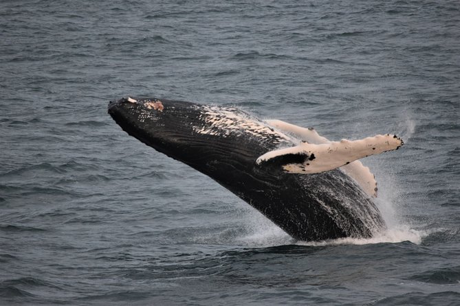 Reykjavik Shore Excursion: Whale-Watching Cruise - Thermal coveralls, indoor viewing, and seasickness