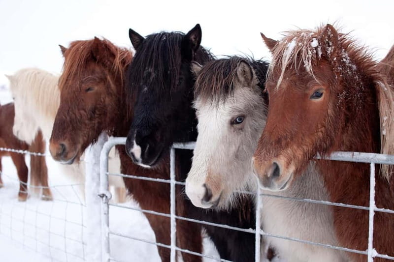 Reykjavik: The Golden Circle Full-Day Tour - Gullfoss, the Golden Falls