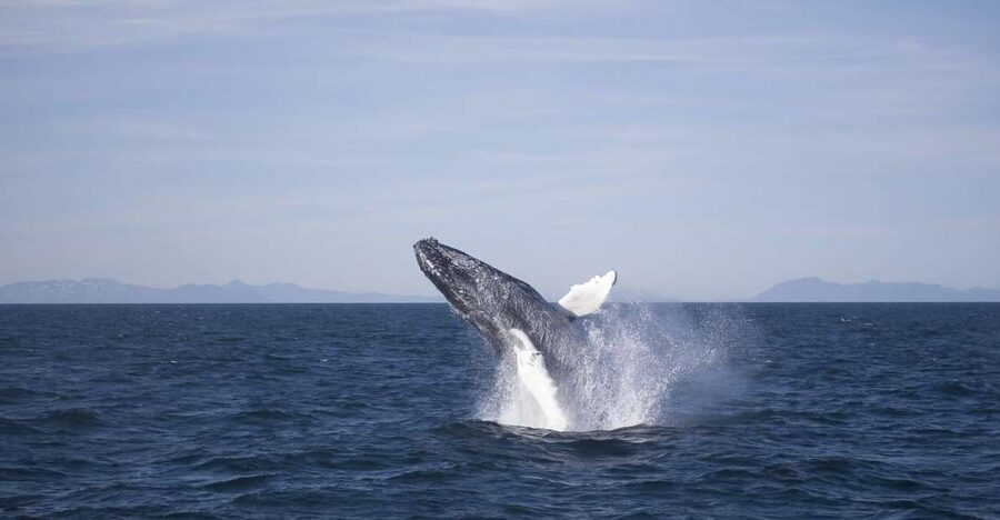 Reykjavik: the Original 3-Hour Whale Watching Tour - Key points at a glance