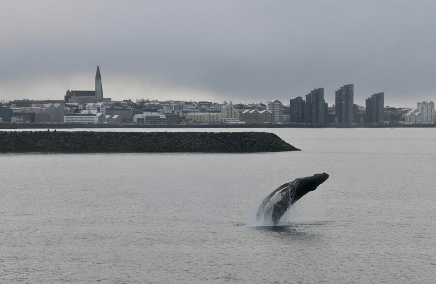 Reykjavik: the Original 3-Hour Whale Watching Tour - Who should book this trip?