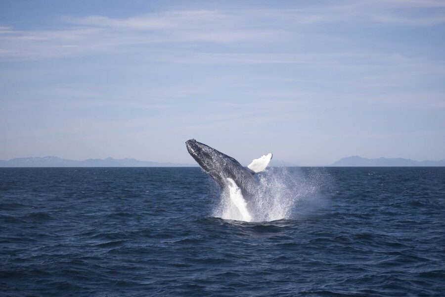 Reykjavik: the Original 3-Hour Whale Watching Tour - Leaving Reykjavik’s Old Harbour