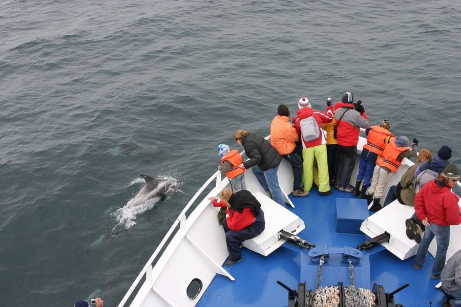 Reykjavik: the Original 3-Hour Whale Watching Tour - The guide makes the difference