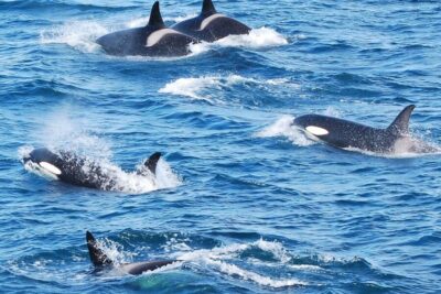 the Original 3-Hour Whale Watching Tour