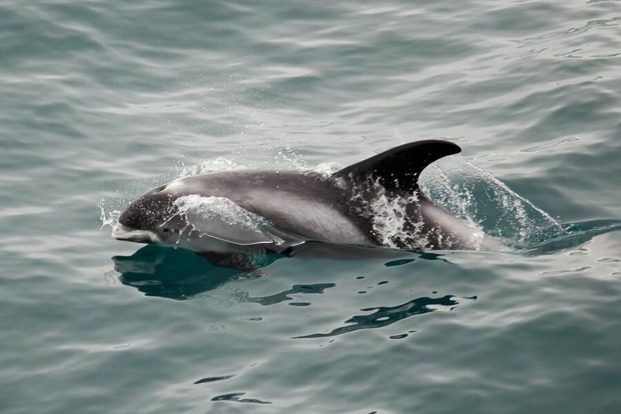Reykjavik: the Original 3-Hour Whale Watching Tour - Staying warm and steady