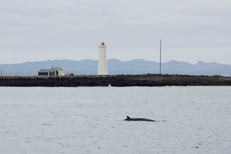 Reykjavik: the Original 3-Hour Whale Watching Tour - Why the environmental approach matters
