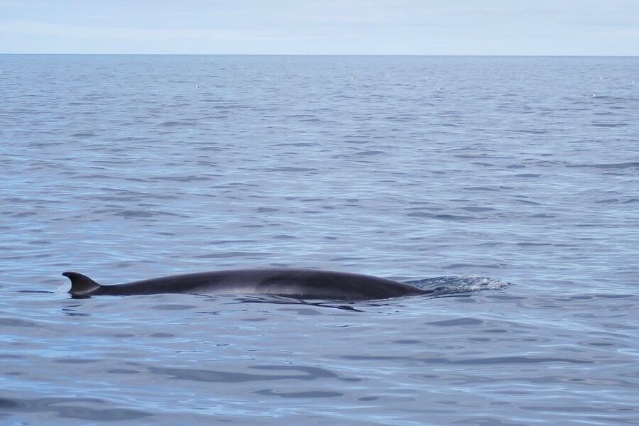 Reykjavik: the Original 3-Hour Whale Watching Tour - When to go