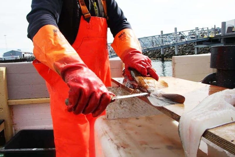 Reykjavik: Traditional Sea Fishing with BBQ Feast - Key points to know before you book
