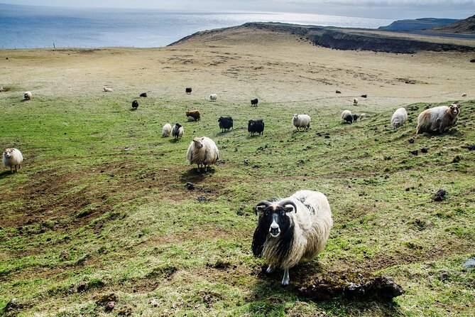 Reykjavik - Westman Islands (Bus transfer to Landeyjahöfn) - Is $60 a fair price?
