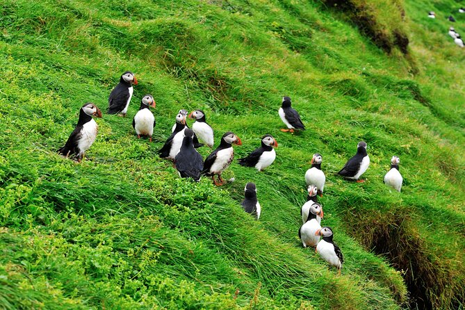 Reykjavik - Westman Islands (Bus transfer to Landeyjahöfn) - Timing your ferry booking