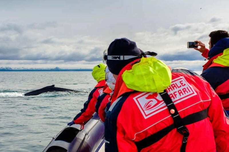 Reykjavik: Whale and Puffin Watching RIB Boat Tour - Leaving Reykjavik’s Old Harbour
