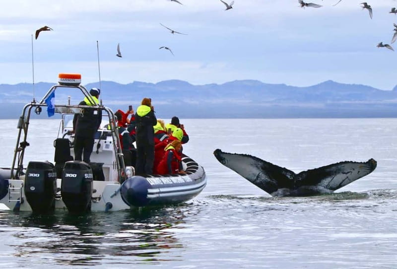 Reykjavik: Whale and Puffin Watching RIB Boat Tour - The RIB ride and what it feels like