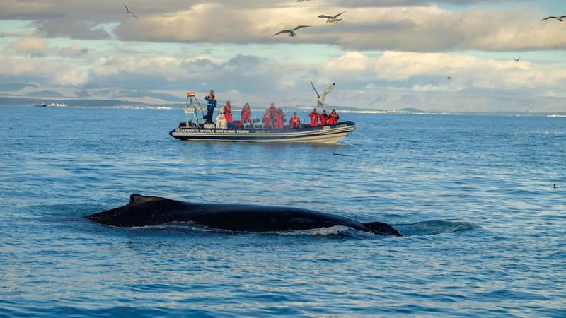 Reykjavik: Whale and Puffin Watching RIB Boat Tour - Searching for whales, dolphins, and porpoises